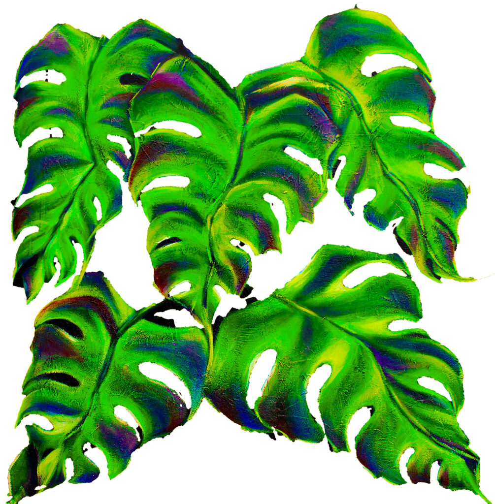 Hoja de la planta Monstera
